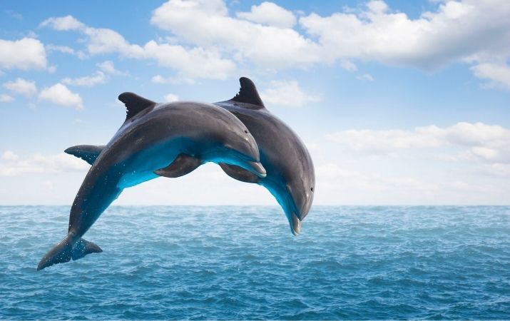 dolphin-safari-at-devbagh-beach